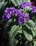 Purple Heliotrope