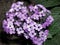 Purple Heliotrope Flower Cluster