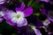 Purple heliotrope flowers in close up