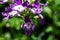 Purple heliotrope flowers in close up