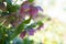 Purple hellebore flower of the helleborus hybridus Christmas or Lenten rose