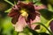 Purple hellebore flower with seeds