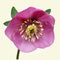 Purple Helleborus flower