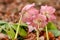 Purple Helleborus flower in forest with rain drops