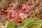 Purple Helleborus flower in forest with rain drops