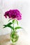Purple herbaceous summer flower plant commonly known as Amur pink is in a vase at home. Dianthus groundcover perennial plants with
