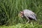 Purple heron