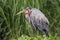 Purple heron