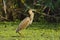 Purple heron - ardea purpurea