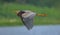 Purple heron bird flying on the pond wallpaper