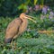 Purple heron bird, natural, nature, wallpaper