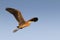 Purple heron in flight (Ardea purpurea)