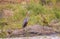 Purple heron isolated next to water