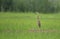 Purple heron in rice fileds