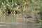 The purple heron standing in the muddy waters of the african river