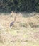 Purple heron walkng through paddy field,