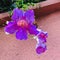 Purple hibiscus blooming in Morocco