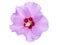 Purple Hibiscus blossom isolated