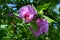 Purple hibiscus flowers