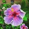 Purple Hibiscus on the Island of
