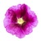 Purple Hollyhock blossom isolated