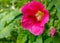 Purple hollyhocks flower blooms closeup