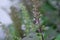 purple holy basil flowers, herb plant in garden