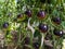 Purple holy fruit tomatoes in the process of natural maturation