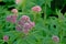 Purple Holy rope boneset flowers on a green bokeh background