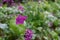 Purple honesty flowers caught in the rain