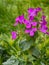 Purple Honesty plant flower - Lunaria annua