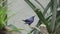 Purple Honeycreeper tropical bird in captivity