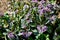 Purple honeydew flowers. Close-up, selective focus, macro