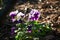 Purple horn pansy Viola cornuta