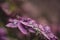 Purple Hortensia Flower