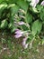 Purple hosta bloom