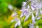 Purple Hosta blooms. Hosta plantaginea or plantain shade-loving garden close-up. Hosta flowers. Selective focus