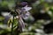 Purple hosta flower close-up.