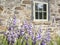 Purple Hosta Flowers Against a Stone Wall