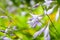 Purple Hosta. Hosta plantaginea or plantain shade-loving garden close-up. Hosta flowers. Selective focus