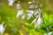 Purple Hosta. Hosta plantaginea or plantain shade-loving garden family Asparagaceae close-up. Hosta flowers. Selective focus