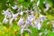Purple Hosta. Hosta plantaginea or plantain shade-loving garden family Asparagaceae. Hosta flowers. Selective focus