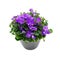 Purple house plant (Campanula) in a gray pot.