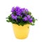 Purple house plant (Campanula) in a yellow pot.