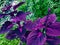 Purple houseplant called `jawer kotok`