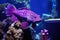 purple-hued aquarium lights illuminating a plecostomus