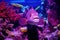 purple-hued aquarium lights illuminating a plecostomus