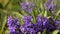 Purple hyacinth