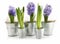 Purple hyacinth in aluminum pots on white