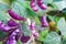 Purple Hyacinth Bean (Lablab purpureus)